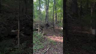 Almost Dark coondogs coonhound coonhunting nature explore shorts viral outdoors wildlife [upl. by Saree191]