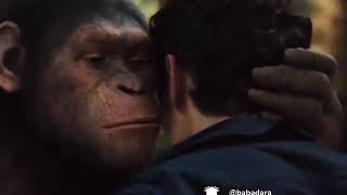 Planet of the Apes funny video Punjabi dubbing MadLipz [upl. by Gschu]