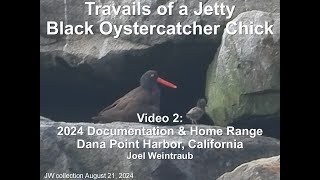 Travails Of A Jetty Black Oystercatcher Chick Part 2 [upl. by Shannen]