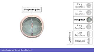 Mitosis and Cytokinesis [upl. by Ormiston969]