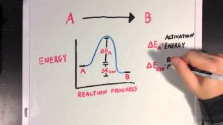 Enzymes and Activation Energy [upl. by Jarrell]