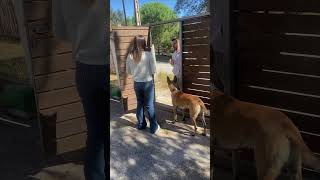 Traigo paquetito y debe firmar aquí parati perros dogs k9 malinois instagram perro Viral [upl. by Arrais991]