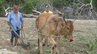 Limpando o roçado com cultivador [upl. by Jump]