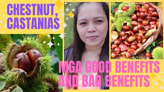 Mga Good Benefits And Bad Benefits Ng CastaniasChestnut [upl. by Blatt]