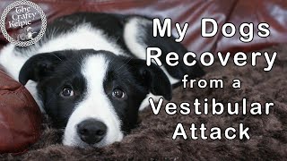 Idiopathic Vestibular Disease  My Dogs Recovery [upl. by Nwonknu]