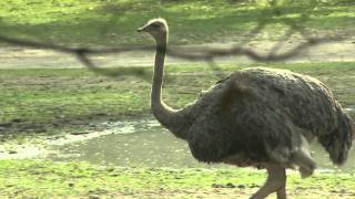 Struisvogel Safaripark Beekse Bergen [upl. by Ellevart]