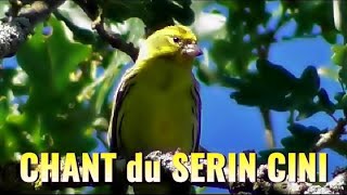 SERIIN CINI CHANT  Serinus serinus  European Serin [upl. by Ardnohs]