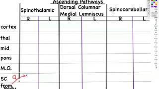 SC ascending pathways part1 [upl. by Tiphany]