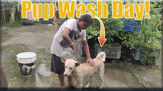 DOG SPA DAY  BIBEKS VLOG SPOT [upl. by Barcroft]