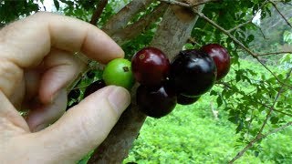 Jaboticaba  Plinia cauliflora  Video [upl. by Renado]