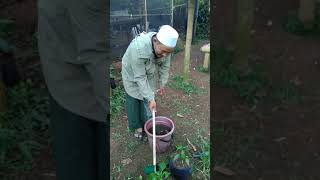 Aplikasi NITROBACTER untuk Cabe Rawit Hijau [upl. by Zingale906]