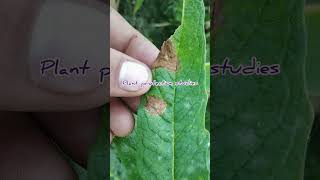 Alternaria leaf spot disease of sesamum [upl. by Leod436]