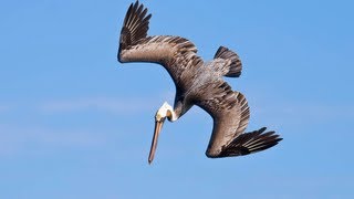 PELICANS DIVE BOMBING FOR FISH [upl. by Edouard]