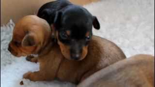 Min Pin puppies 17 days old [upl. by Calondra687]