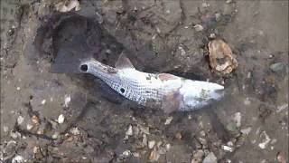 Fishing Pascagoula River MS for Sheep Head Red Drum Black Drum and Speckle Trout [upl. by Chelsea]