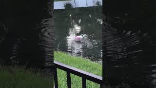 Spoonbill spooning for breakfast nature wildlife photography naturelovers birds [upl. by Silvers]