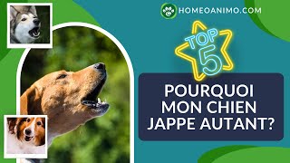 TOP 5 Pourquoi votre chien JAPPE Comment laider [upl. by Mccreery]