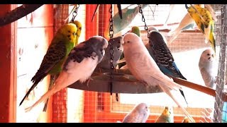 2 Hours of Budgies In Their Aviary  Singing and Playing  Play For Your Budgie  Budgie Sounds [upl. by Lukas]