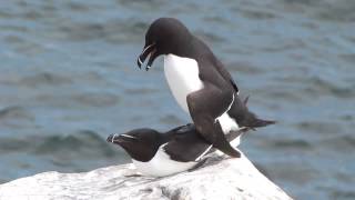 Razorbill Alca torda [upl. by Dugas948]