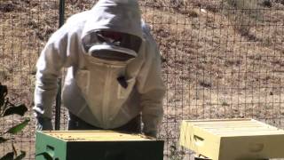 Bees Powdered Sugar Mite Treatment 2 of 2 [upl. by Ferretti]