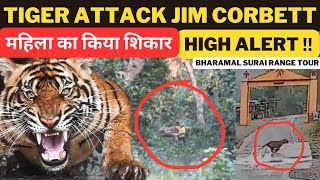 TIGER ATTACK IN JIM CORBETT ‼️ High Alert  Bharamal Temple Surai Range [upl. by Ahsinod]