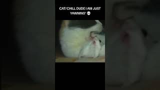 a mouse when a cat yawns meme funny laughs cat [upl. by Joice773]