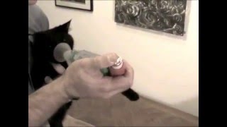 AeroKat Feline Aerosol Chamber  Demonstration [upl. by Lemmie]