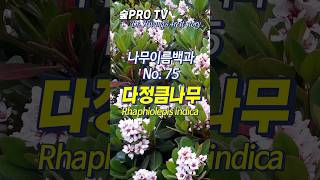 다정큼나무 이름 유래와 특징 다정큼나무 Rhaphiolepisindica 난대숲 [upl. by Enirol168]