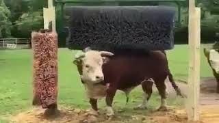 Cow Scratching roller [upl. by Algie]