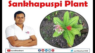 sankhapuspi plant  Convolvulus pluricaulis  शंखपुष्पी [upl. by Nnanaej]