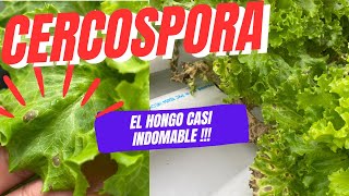 Cercospora como prevenirla y eliminarla [upl. by Anoiek]