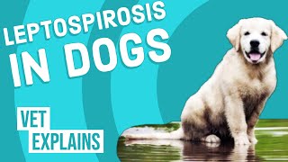 Leptospirosis in Dogs [upl. by Agem]