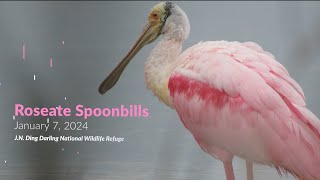 Roseate Spoonbills  Ding Darling  Sanibel FL [upl. by Kaete830]