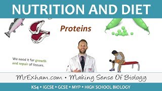 Nutrition and Diet  GCSE Biology 91 [upl. by Mellicent]