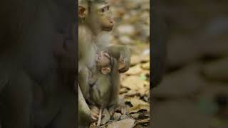 Best Video Monkeys 2226monkey animals monkeyangkor [upl. by Agnot514]