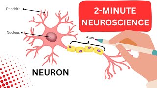 Understanding Neurons The Building Blocks of the Brain [upl. by Nawd117]