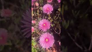 Pink pig face flower 🐖 Perennial mesembryanthemum [upl. by Suiramaj]