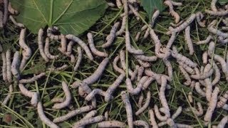 How to Raise Silkworms [upl. by Sweatt]