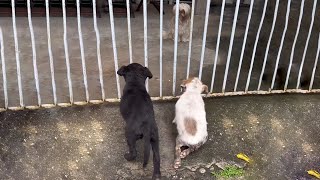 Two Soaked Puppies Kneel by The Door Pleading for Open Hoping to Be Warm Like the Friend Inside [upl. by Hurlow]