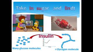 Blood glucose level homeostasis simplified and made logical [upl. by Eecal]