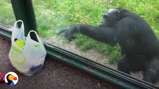 SMART Chimp Asks Zoo Visitors For Drink  The Dodo [upl. by Nnylannej]