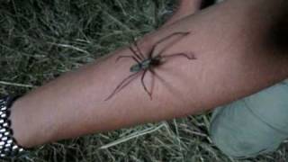 Stor husedderkop  House Spider [upl. by Jeanette985]