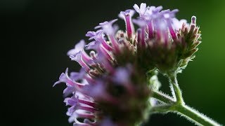 Verbena Bonariensis  The Apocryphal Seed Company [upl. by Llesig]