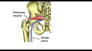 Two Minutes of Anatomy Piriformis [upl. by Notneuq]