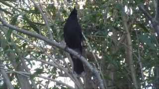 Currawongs singing in my garden [upl. by Yart]