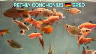 Pethia conchonius 🇩🇪 bred [upl. by Dupuy136]