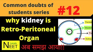 Retroperitoneal organs  Retroperitoneal Meaning in Hindi why Kidney is Retroperitoneal organ NEET [upl. by Adnuahsal]