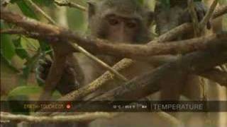 Jakarta Monkey Tour Topeng Monyet Part One [upl. by Lucine]