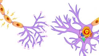 ¿Qué es una neurona ¿Cómo funciona [upl. by Euqinaj37]