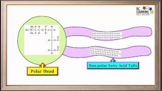 WCLN  Phospholipids  Biology [upl. by Wadesworth]